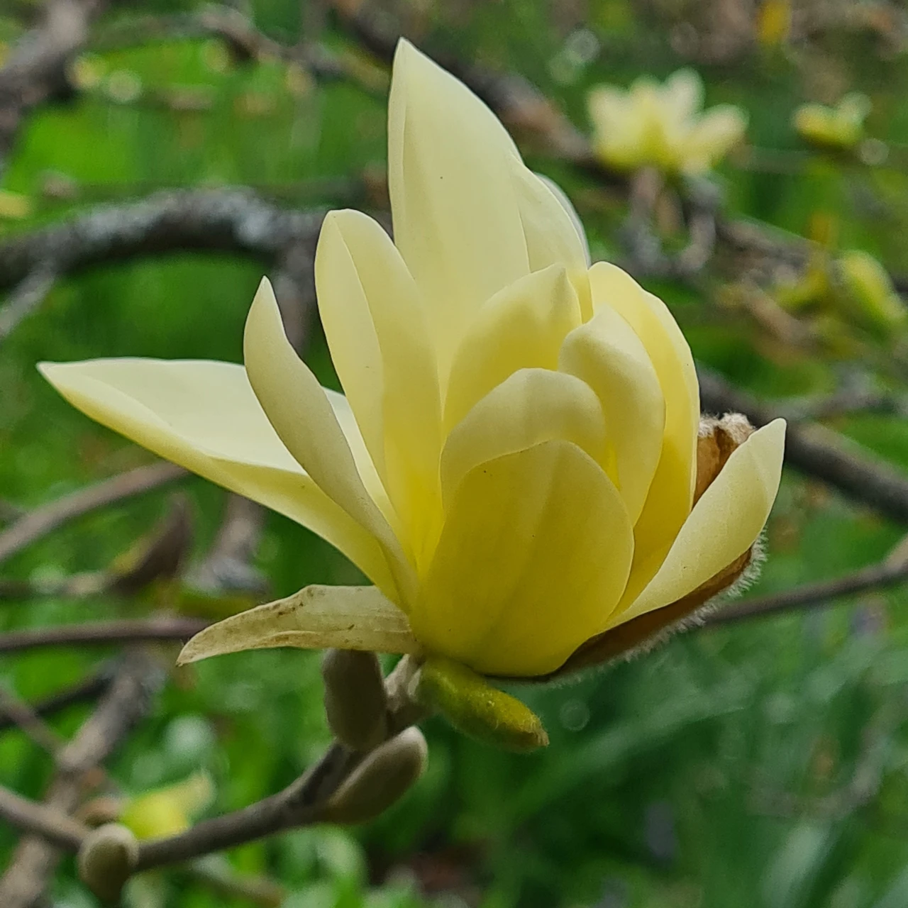M. 'Gold Star'